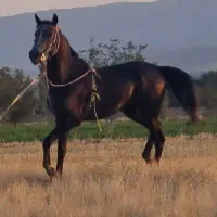 اسب نریان|اسب و تجهیزات اسب‌سواری|خرمدره, |دیوار