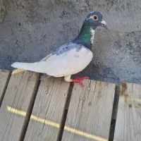 کفتر قلدور