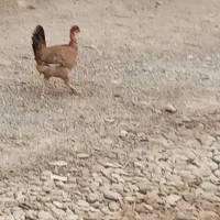 ۷ عدد مرغ و خروس|حیوانات مزرعه|اهواز, سپیدار|دیوار