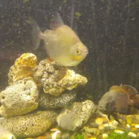 ماهی آکواریومی درشت|ماهی|بجنورد, |دیوار