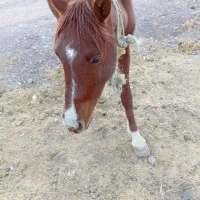 اسب نژاد دره شوری|اسب و تجهیزات اسبسواری|پاتاوه, |دیوار