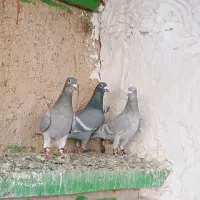 دوکت المانی سفید