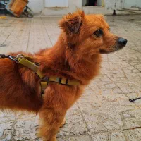 پامر خوشکل حنایی