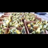 فروش جوجه غاز