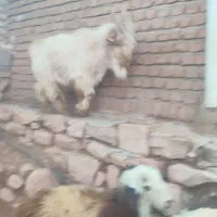 نربز|حیوانات مزرعه|پاپی, |دیوار