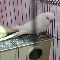 مرغ عشق هلندی