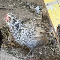 مرغ گلین|حیوانات مزرعه|اهواز, ۳۰ متری|دیوار