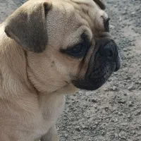 سگ (پاگ) وارداتی