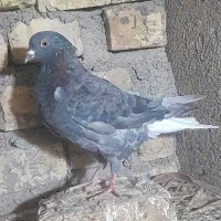 دمسفید خرمایی|پرنده|هلالی, |دیوار