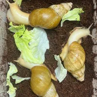 حلزون البینو