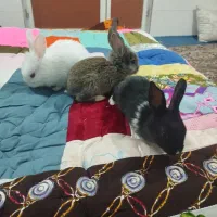 خرگوش خانگی لوپی|موش و خرگوش|کاشمر, |دیوار