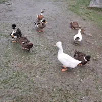 تخم اردک کالکی