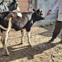 گوساله ماده خمیر خمیر مخصوص کشتار .گاو تلیسه