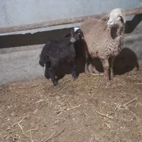 گوسفند|حیوانات مزرعه|هیر, |دیوار