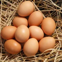 تخم مرغ محلی نطفه دار
