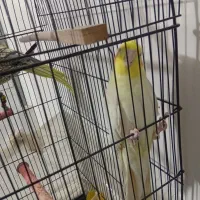 سه عدد عروس هلندی|پرنده|مشهد, هفت تیر (نه دره)|دیوار