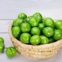 پیش فروش نهال گوجه سبز نخجوان|خدمات باغبانی و درختکاری|میبد, |دیوار