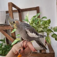 عروس هلندی نژاد سینامون|پرنده|شهریار, شهرک شاهد|دیوار