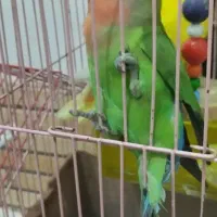 طوطی برزیلی|پرنده|هشتگرد, ینگی امام|دیوار