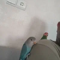 طوطی برزیلی|پرنده|ری, علایین|دیوار