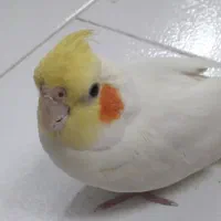 عروس هلندی پیدا شده در مشهد