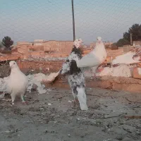 کبوتر تهرانی