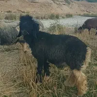 بره تخمی داشتی ایلاقی