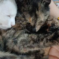 گربه ی گمشده|حیوانات|خرمشهر, |دیوار