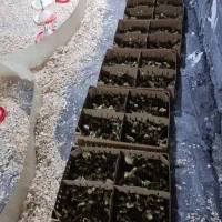 فروش جوجه بلدرچین اصل ژاپنی|حیوانات مزرعه|اطاقور, |دیوار