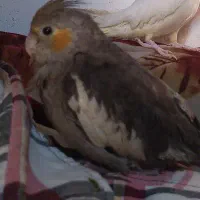 عروس هلندی گمشده