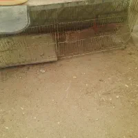 قفس مرغ وجوجه معاوضه|لوازم جانبی حیوانات|قروه, |دیوار