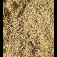 فروش کاه گندم جهرم