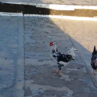 یک عدد خروس جوان|حیوانات مزرعه|بن, |دیوار