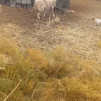 میش جوان چاق