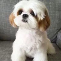 پانسیون سگ (فقط دختر)