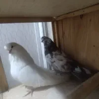 جفت کبوتر نوک قنار و جوجه کبوتر