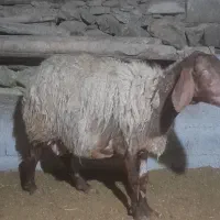 گوسفند داشتی|حیوانات مزرعه|سروآباد, |دیوار