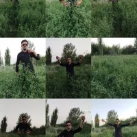 بذر یونجهusa با تناژ بالا