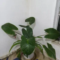 گل بابا آدم