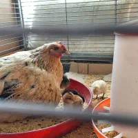 تخم مرغ نطفه دار|حیوانات مزرعه|پاوه, |دیوار