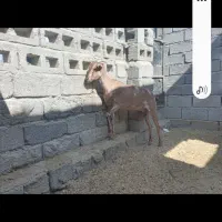 گیسه صلاله وبزمحلی داشتی وگوشتی چاق|حیوانات مزرعه|بندرعباس, |دیوار