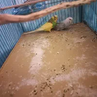 مرغعشق|پرنده|اراک, |دیوار