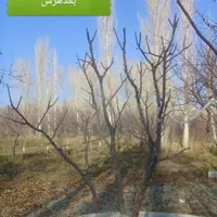 کلیه خدمات باغبانی|خدمات باغبانی و درختکاری|تبریز, |دیوار