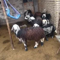 گوسفند عوسی