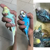 جفت مرغ عشق انگلیسی با ۳ جوجه