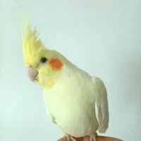 عروس هلندی