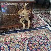 شیهوا|سگ|رفسنجان, |دیوار