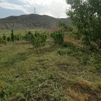 باغ-گلابی-با-مشتری-واقعی-کنار-میام