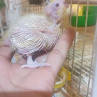 عروس هلندی مولد لوتینو و البینو روی تخم و جوجه|پرنده|زابل, |دیوار