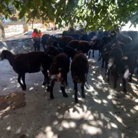 فروش ۴۴راس بره نر وماده ۱۸راس نر۲۶راس ماده
